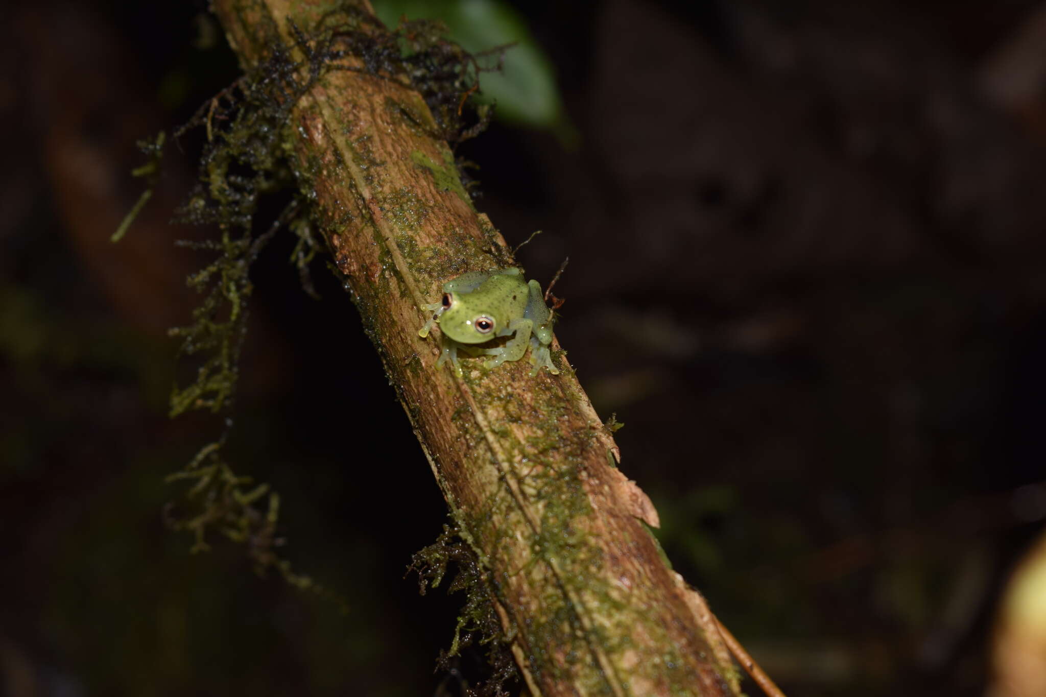 Image of Glass frog