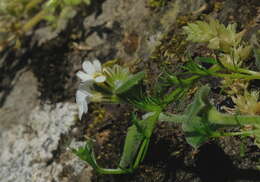 Image of Myosotis lytteltonensis (Laing & A. Wall) de Lange