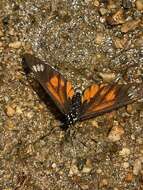 Image of Acraea baxteri Sharpe 1902