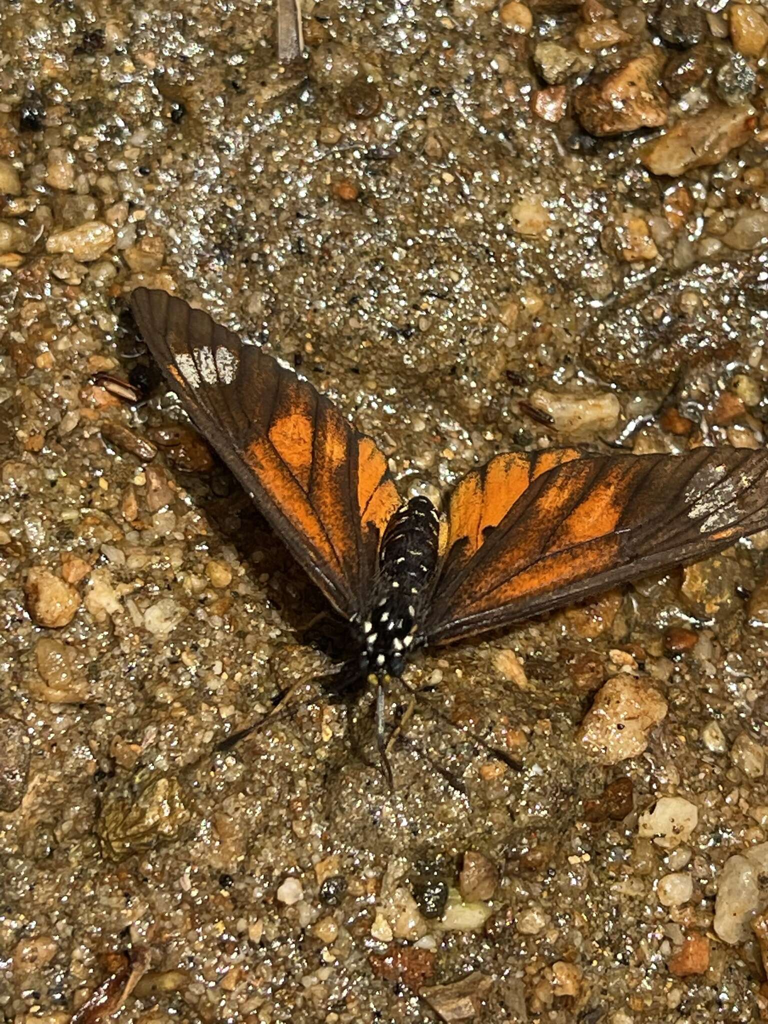 Image of Acraea baxteri Sharpe 1902