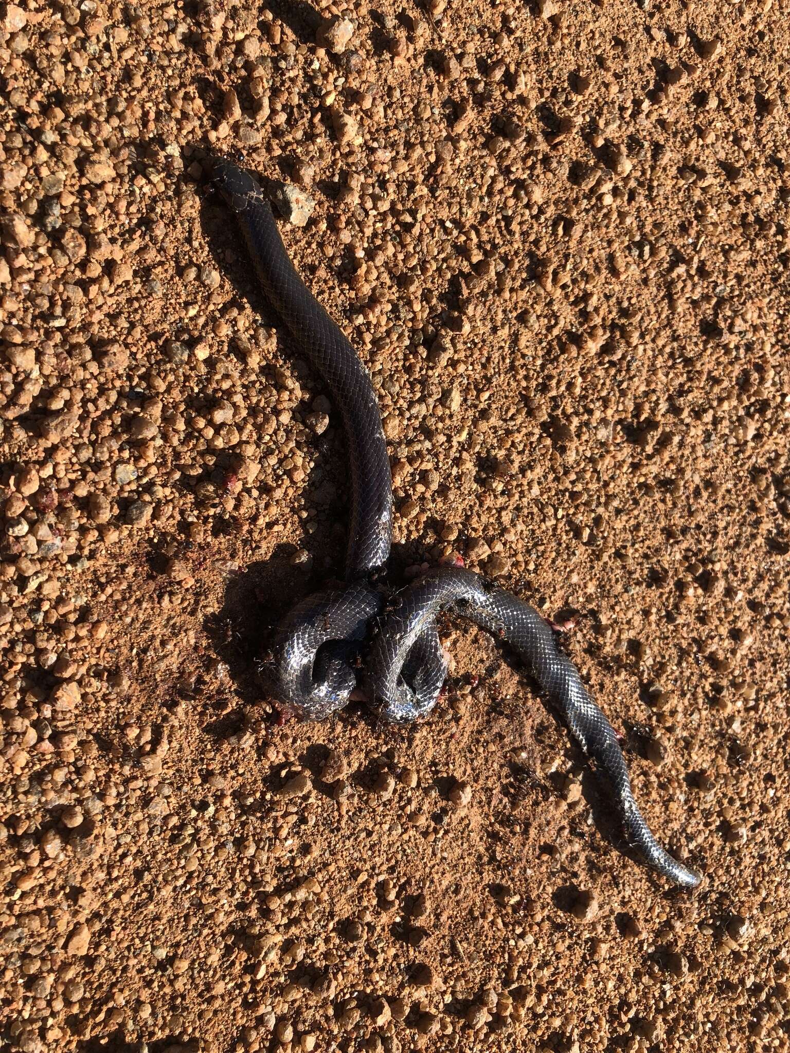 Image of Common Purple-glossed Snake