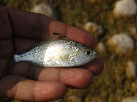 Sivun Eucinostomus currani Zahuranec 1980 kuva