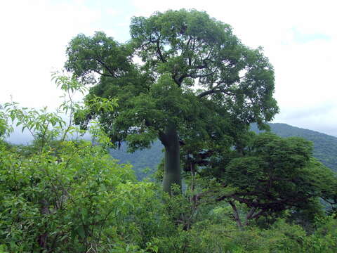 Image de Ceiba trischistandra (A. Gray) Bakhuisen