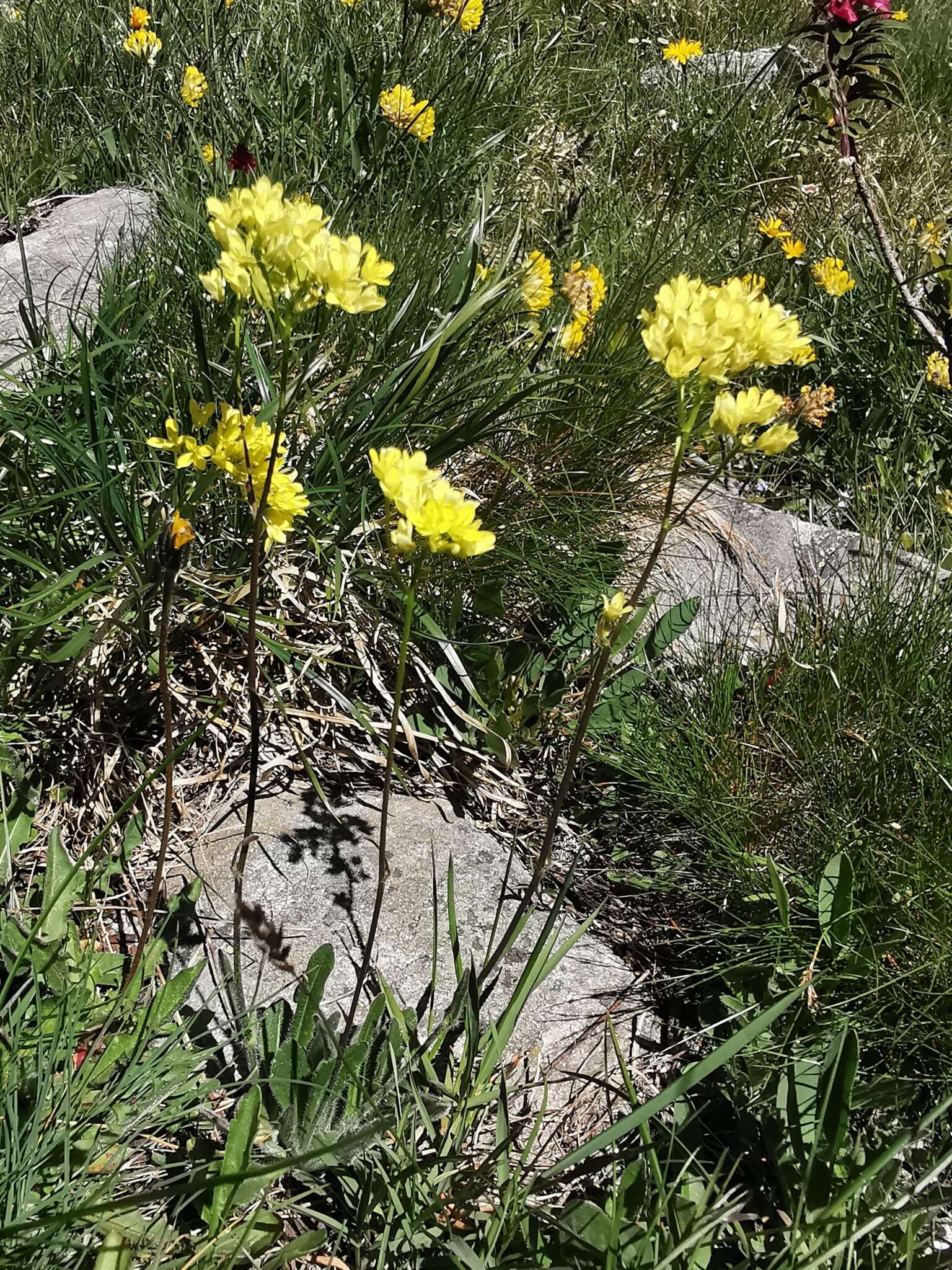 Image of Buckler Mustard