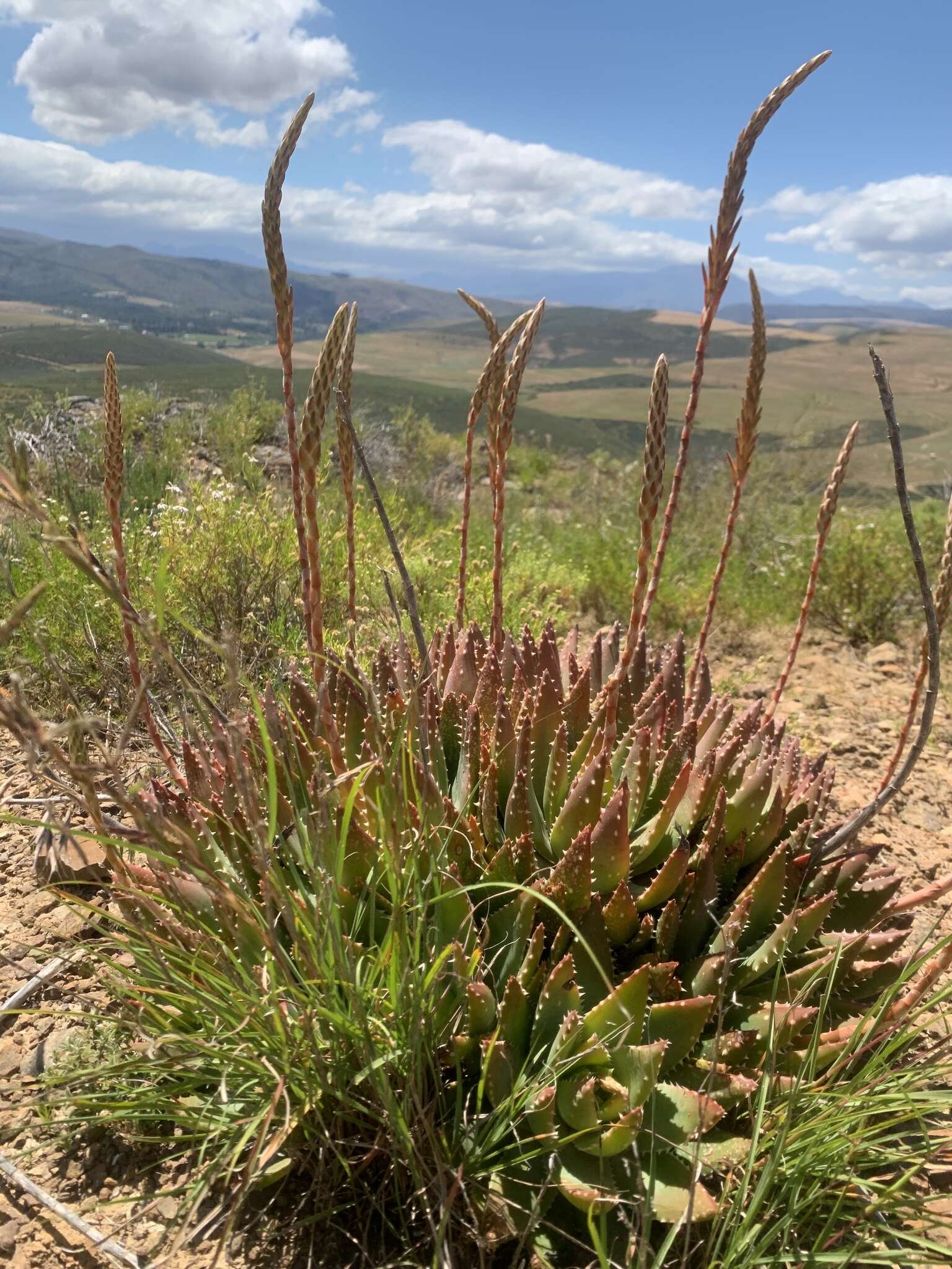 Image of Aloe brevifolia var. depressa (Haw.) Baker