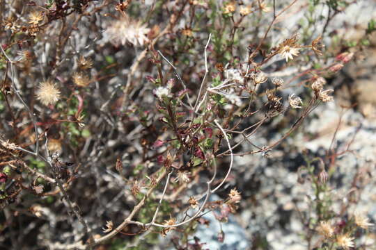 Image of Pleurocoronis laphamioides (Rose) R. King & H. Rob.