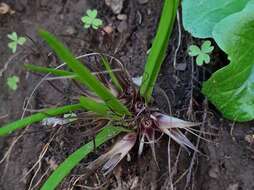 Image of Miersia humilis