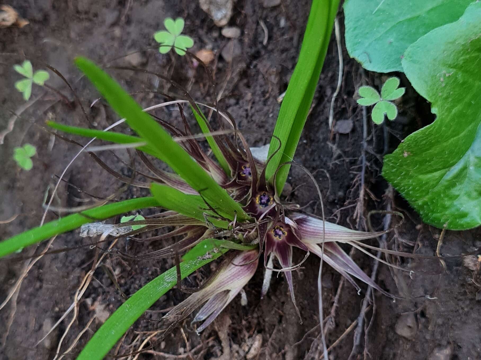 Image of Miersia humilis