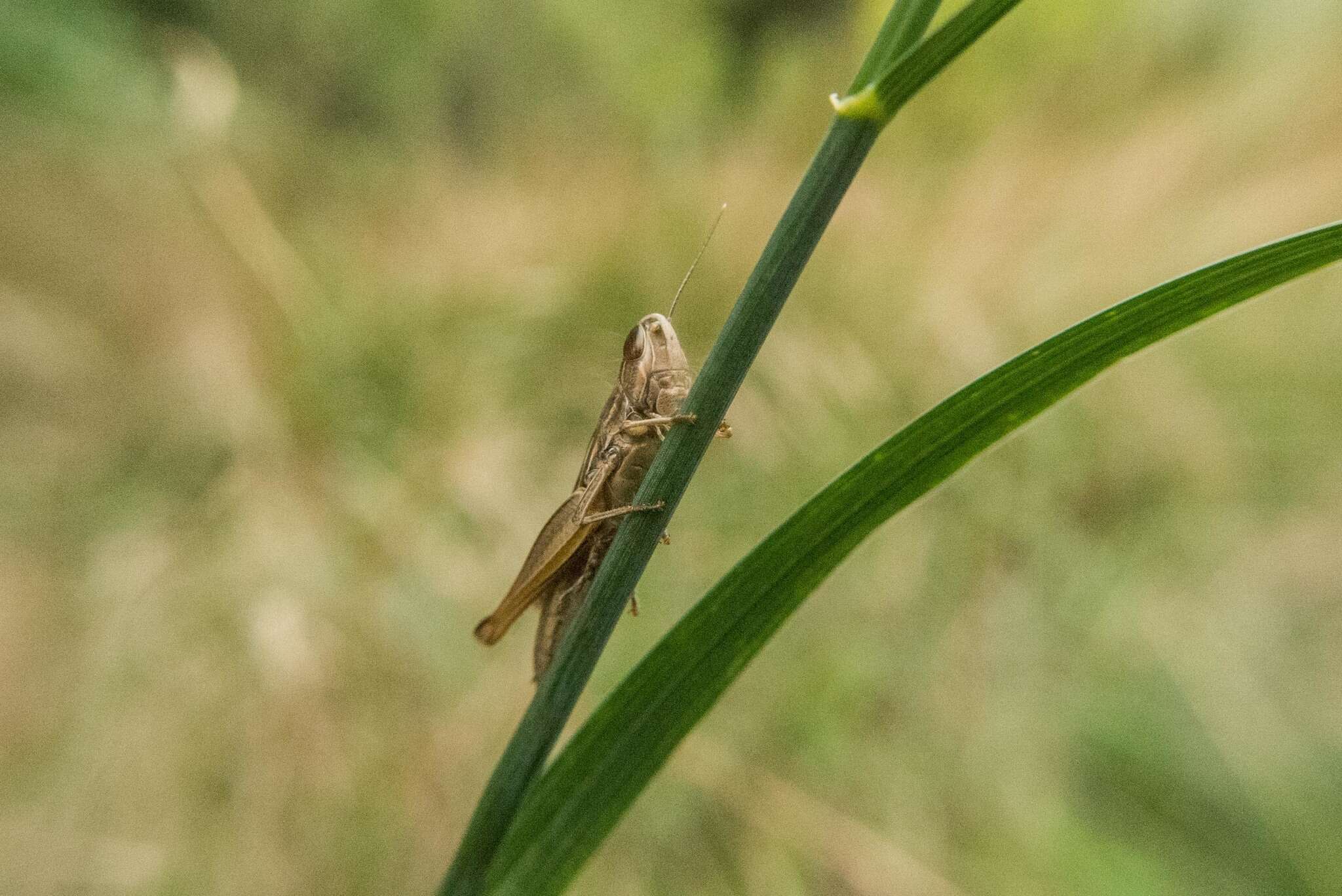 Image de Euchorthippus elegantulus Zeuner 1940