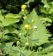 Image of Trollius hondoensis Nakai