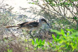 Image of San Cristobal Mockingbird