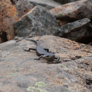 Image of Alpine Cool-skink