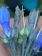 Image of Alaska tall bluebells