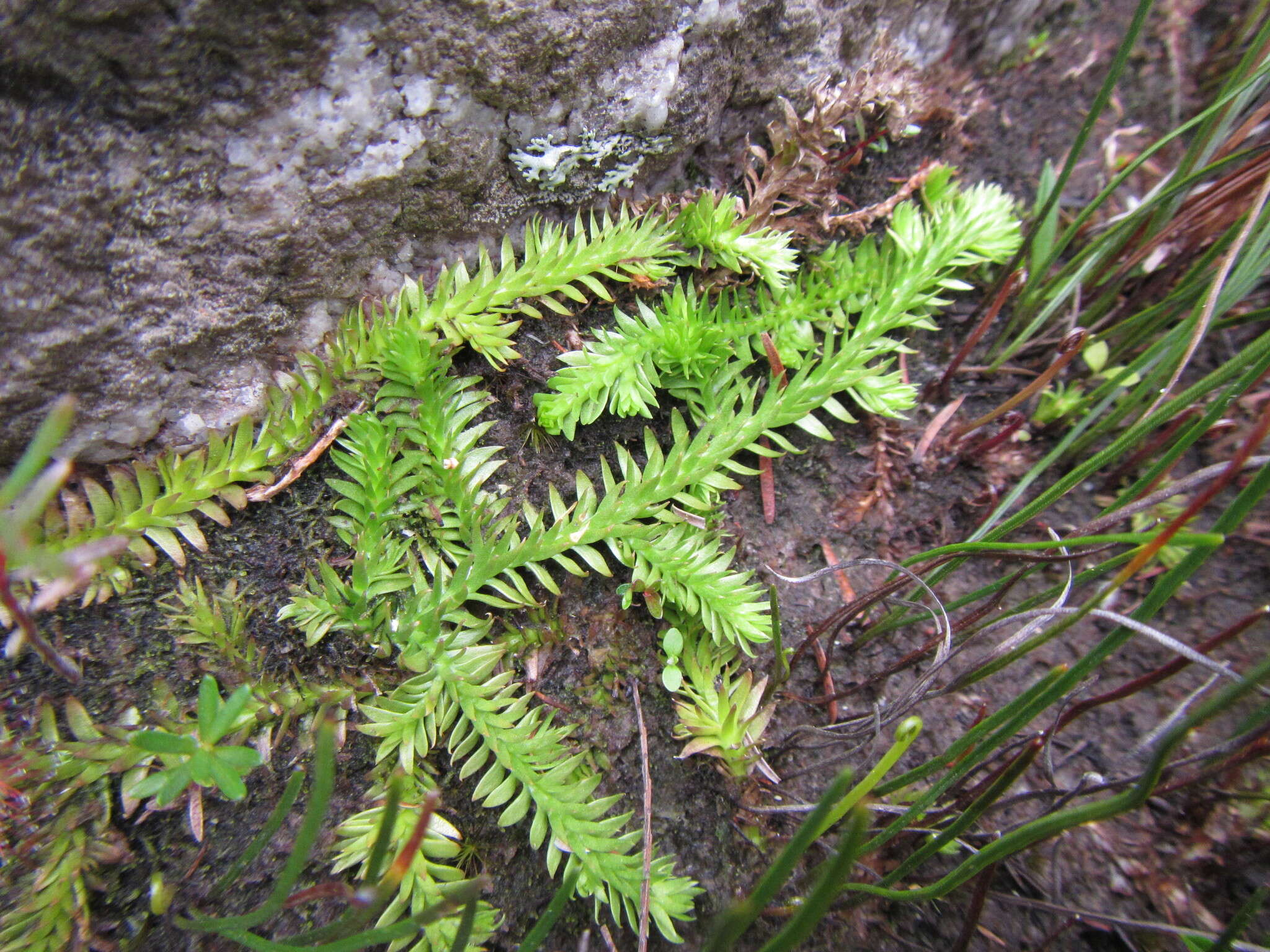 Image of slender clubmoss