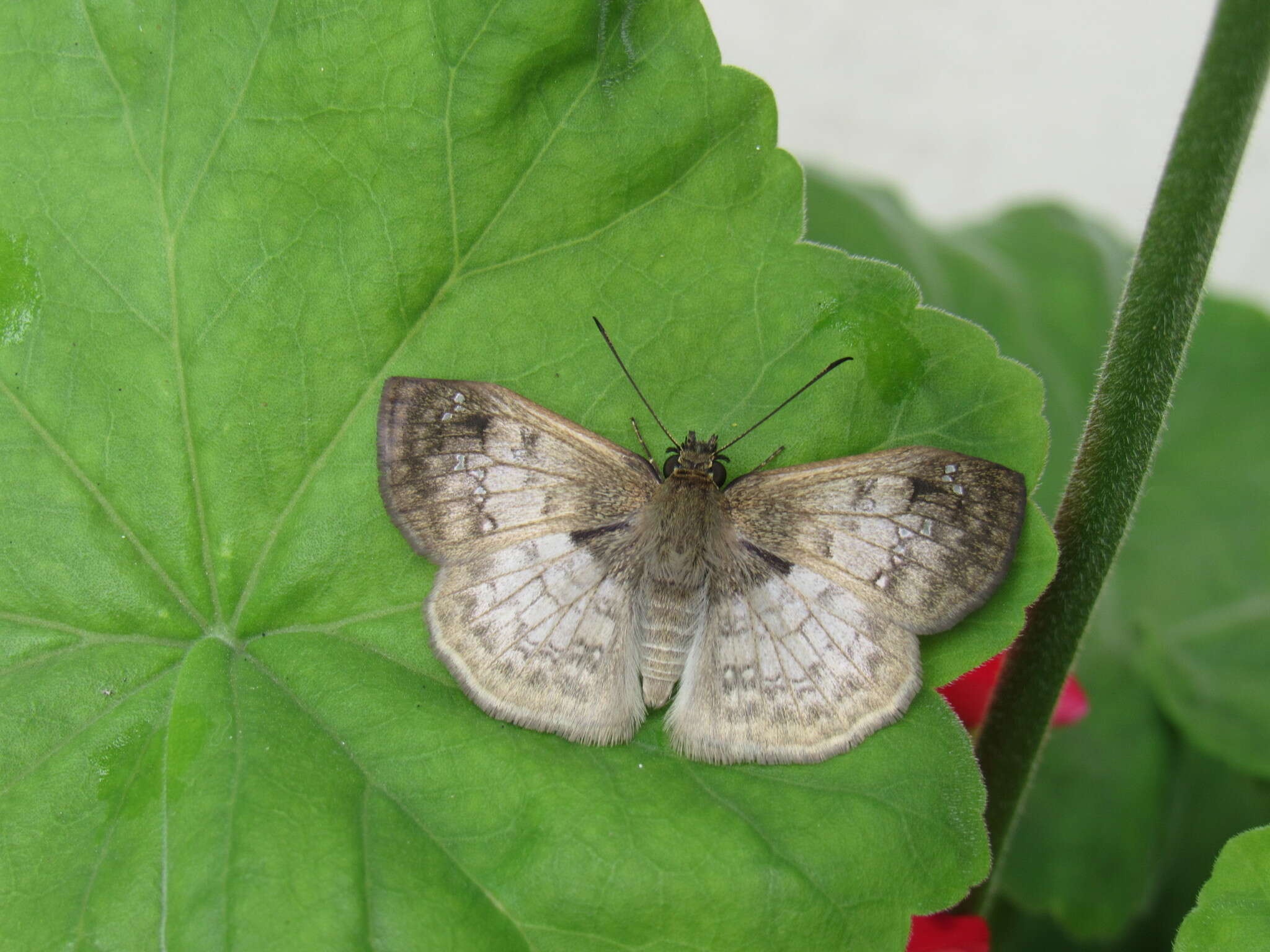 Image of Carrhenes canescens pallida Röber 1925