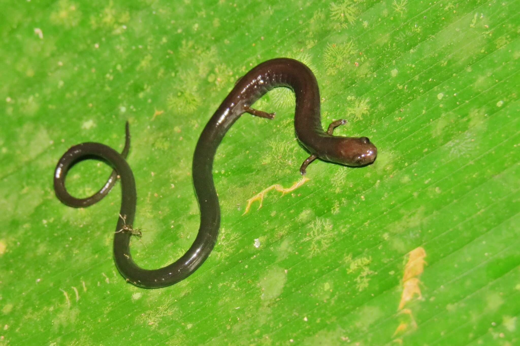 Image of Honduran Lowland Worm Salamander