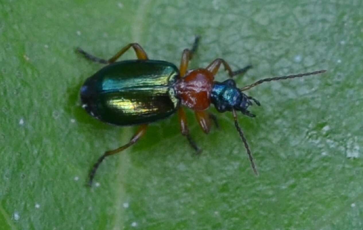 صورة Lebia (Lamprias) chlorocephala (J. J. Hoffmann 1803)