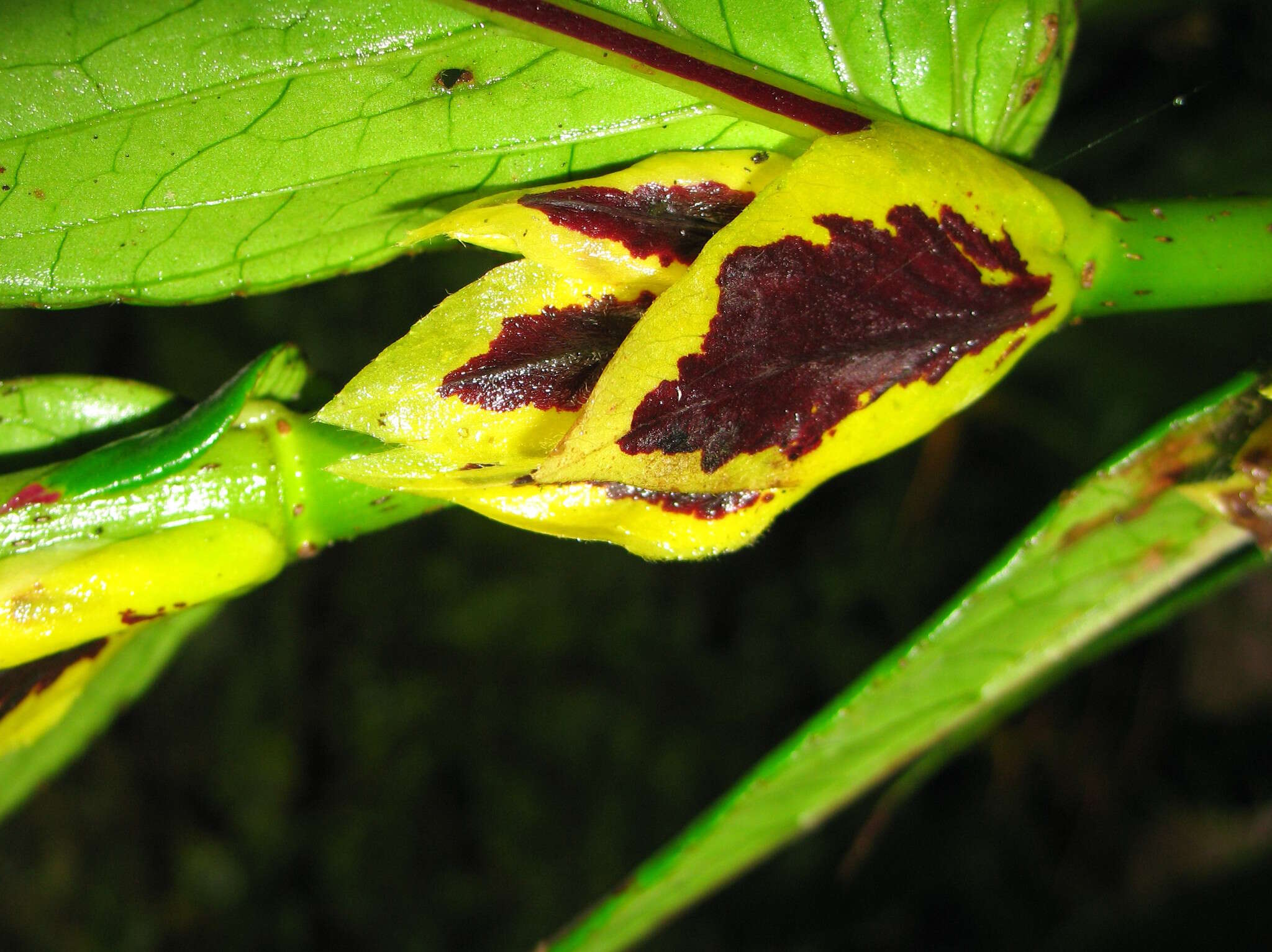 Image of Columnea picta H. Karst.