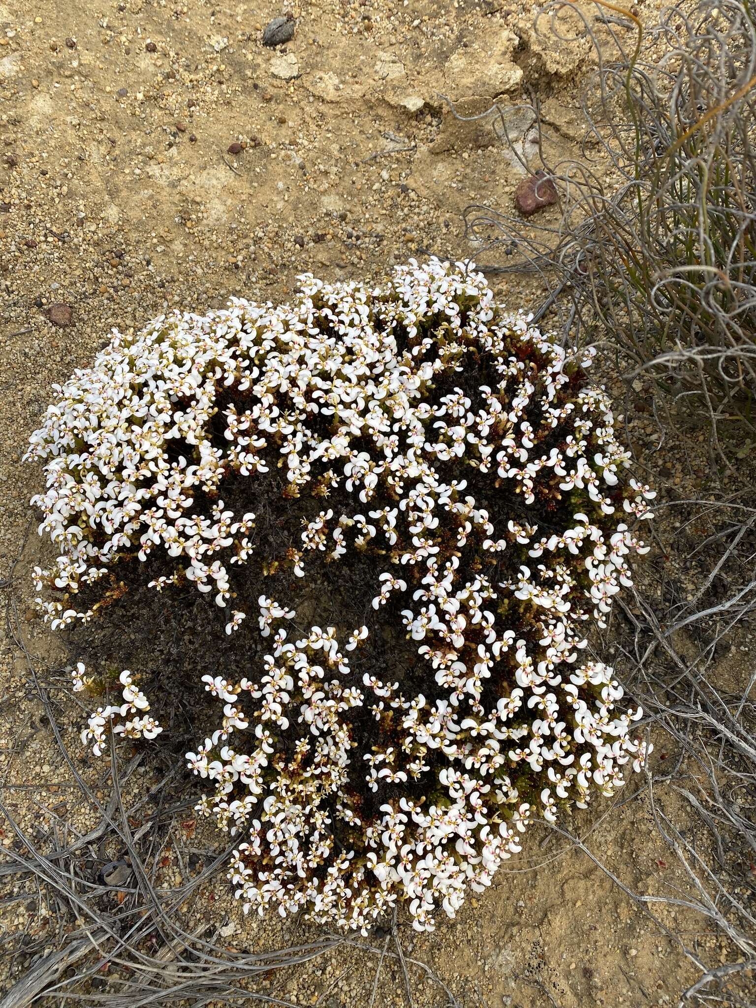 Image de Stylidium breviscapum R. Br.