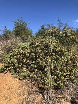 Слика од Arctostaphylos rainbowensis J. E. Keeley & A. Massihi