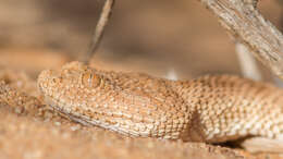 Cerastes vipera (Linnaeus 1758) resmi