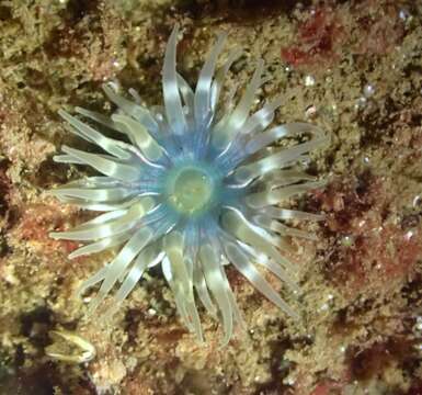 Image of Northern red anemone