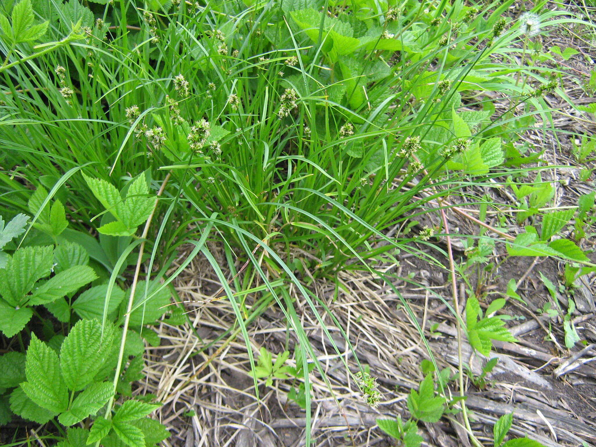 Image de Carex spicata Huds.