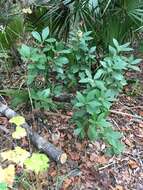 Image de Illicium parviflorum Michx.