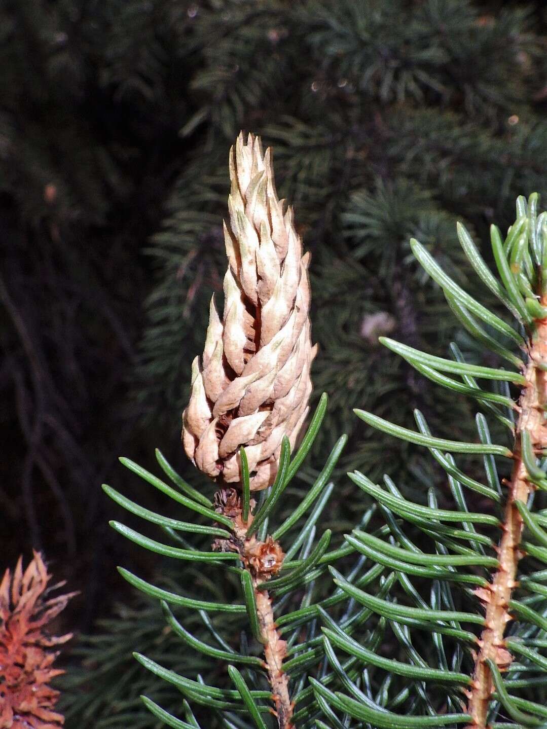 Слика од Pineus (Pineodes) pinifoliae (Fitch 1858)