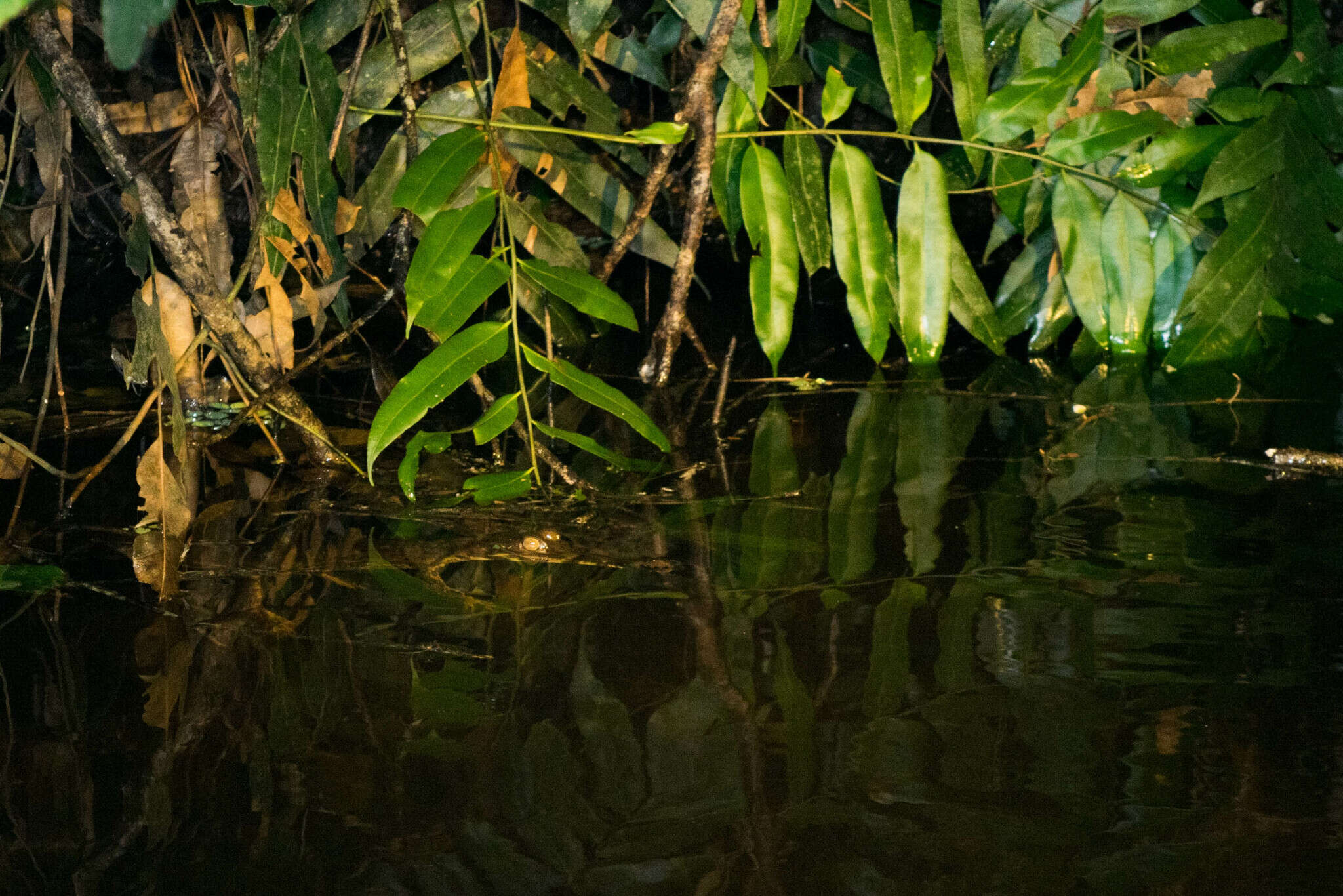 Image of Tomistoma