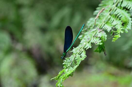 Image of Matrona cyanoptera Hämäläinen & Yeh 2000