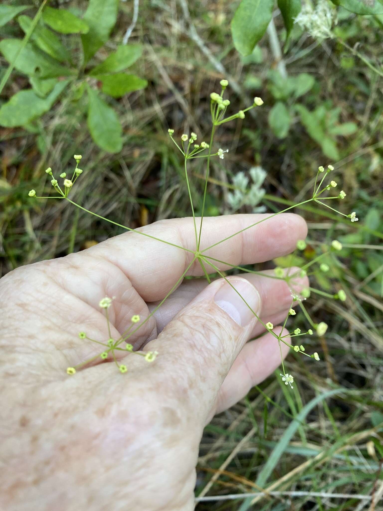 Image of Piedmont Cowbane