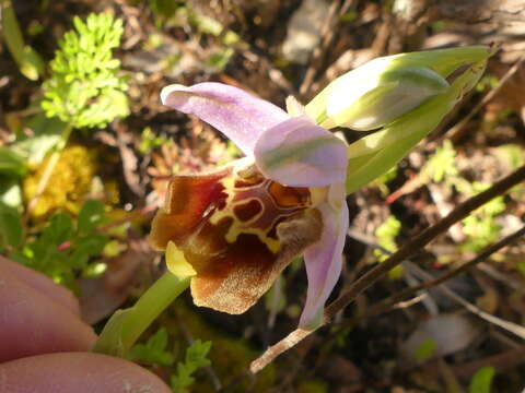 Слика од Ophrys fuciflora subsp. apulica O. Danesch & E. Danesch