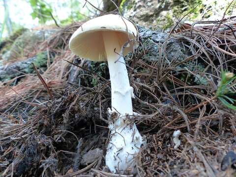 Image of Amanita russuloides (Peck) Sacc. 1887