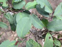 صورة Ilex discolor var. tolucana (Hemsl.) Edwin ex T. R. Dudley