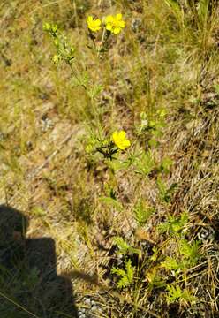 Imagem de Potentilla conferta Bunge