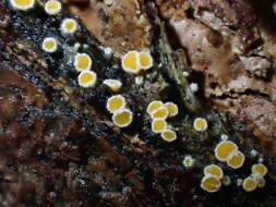 Image of Parachnopeziza miniopsis (Ellis) Korf 1978