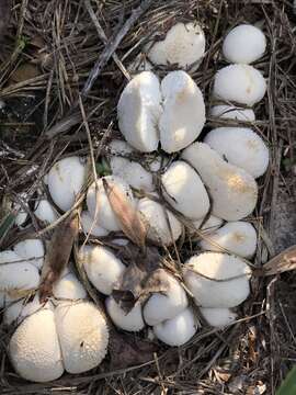 Image of Lycoperdon curtisii Berk. 1873