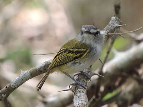 Image of Slate-headed Tody-Flycatcher