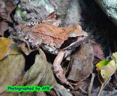 Image of Rana pseudodalmatina Eiselt & Schmidtler 1971