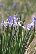 Image of Iris lactea Pall.