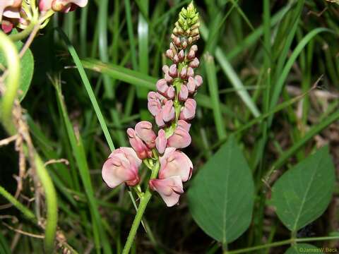 Image of groundnut