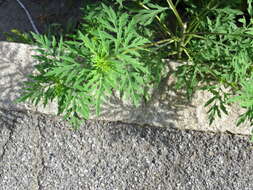 Image of annual ragweed