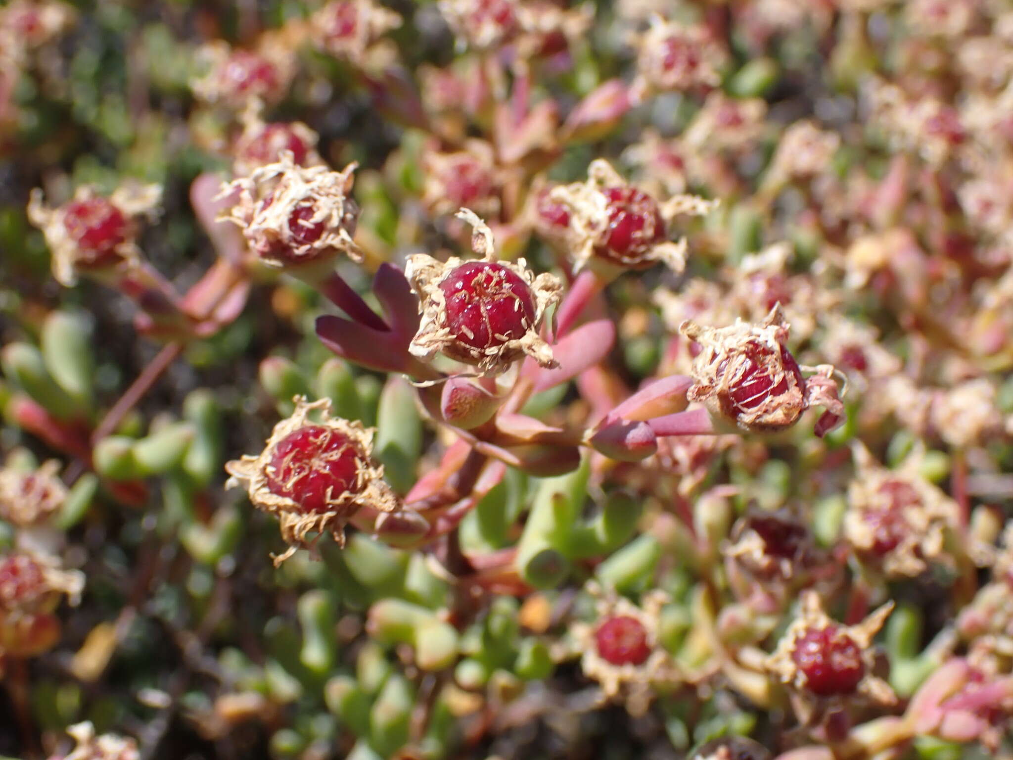 صورة Leipoldtia schultzei (Schlechter & Diels) Friedrich