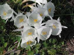 Image de Narcissus cantabricus DC.