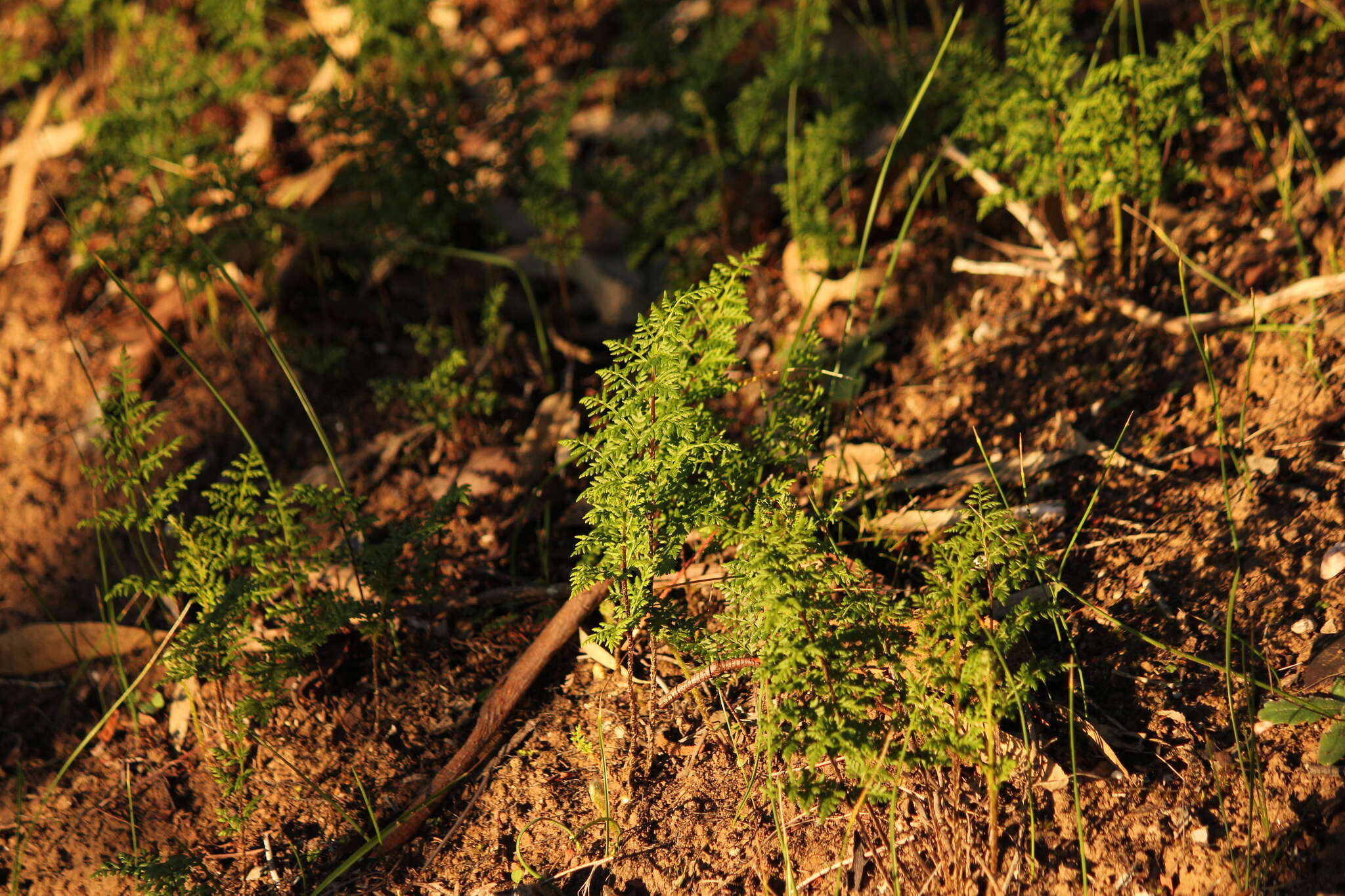 Image of Cheilanthes austrotenuifolia H. M. Quirk & T. C. Chambers