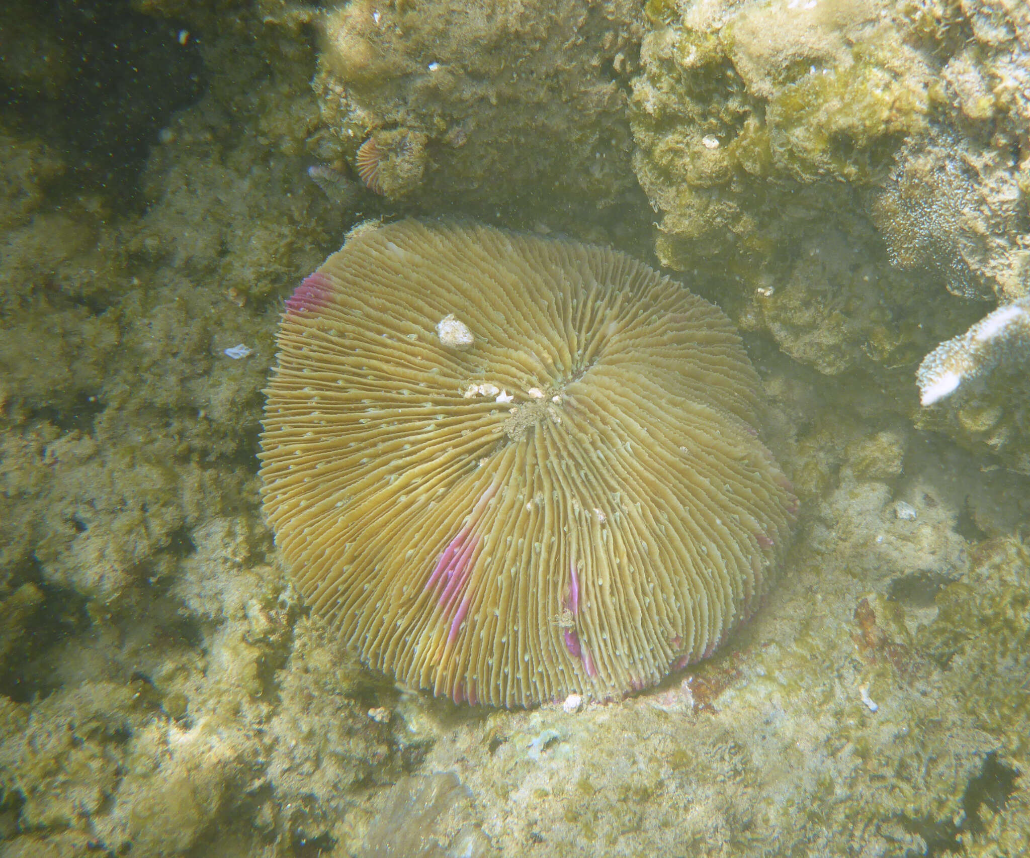 Image of Common Mushroom Coral