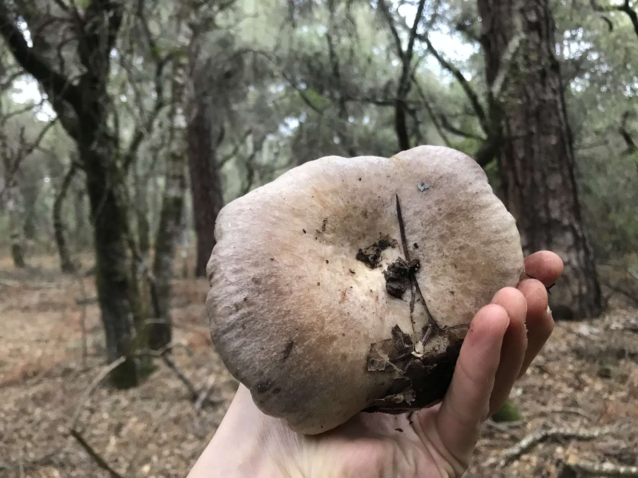 Слика од Lactarius californiensis Hesler & A. H. Sm. 1979