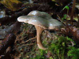 Image of Entoloma undatum (Gillet) M. M. Moser 1978