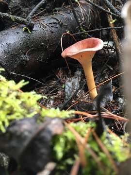 Image of funnel clitocybe